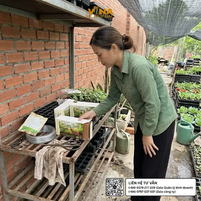 Chuẩn bị hỗn hợp giá thể mụn dừa Sông Thom đã làm tơi với vật liệu tạo thoáng và khay nhựa gieo hạt tại vườn ươm